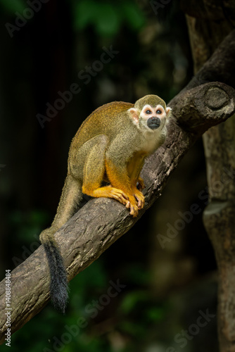 Wallpaper Mural Squirrel monkey perched on a tree branch Torontodigital.ca