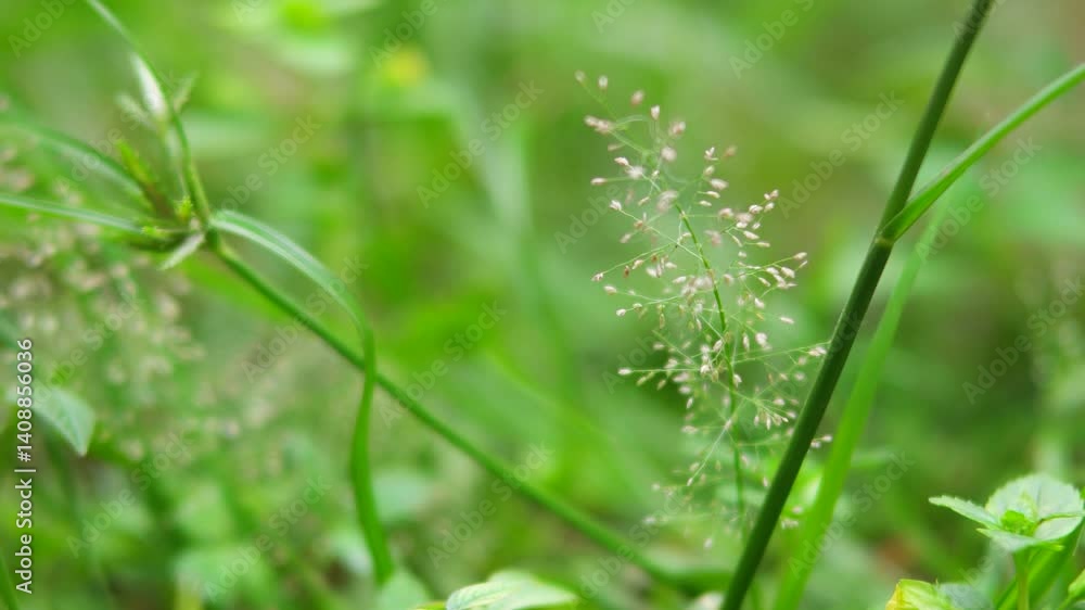 grass plants on the ground ultra HD grass plants on the ground ultra HD