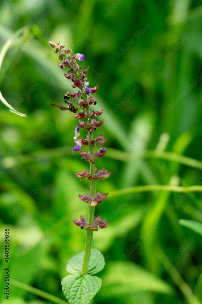 A slender stalk of Coleus esculentus displays small purple and white flowers with brown bracts against a blurred green backdrop A slender stalk of Coleus esculentus displays small purple and white flowers with brown bracts against a blurred green backdrop