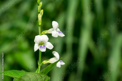 Delicate white Asystasia gangetica flowers with purple throats bloom along a green stem against a blurred leafy backdrop photo