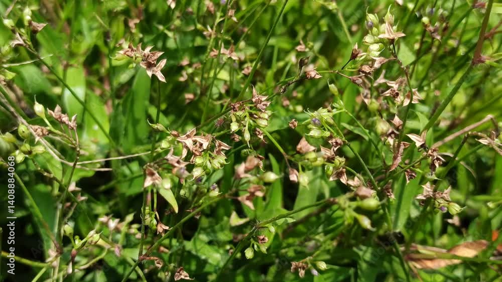 Cyanthillium cinereum