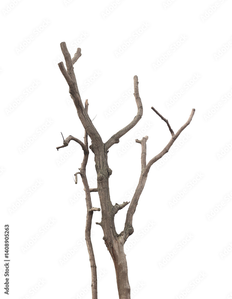 Fototapeta premium Dead tree on white background