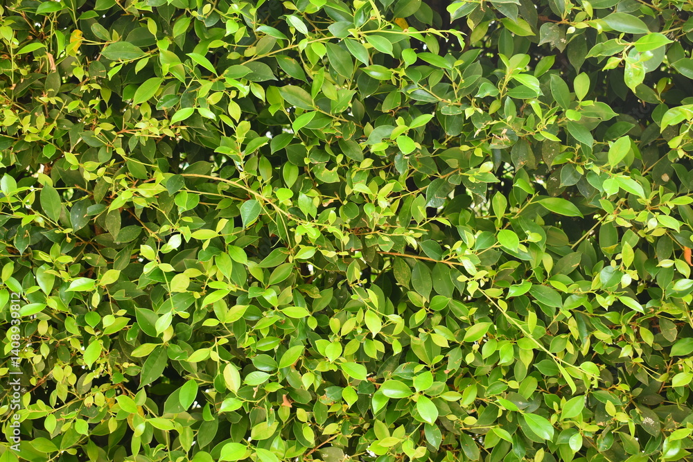 fresh green leaf tree background, natural wall decoration of home fresh green leaf tree background, natural wall decoration of home