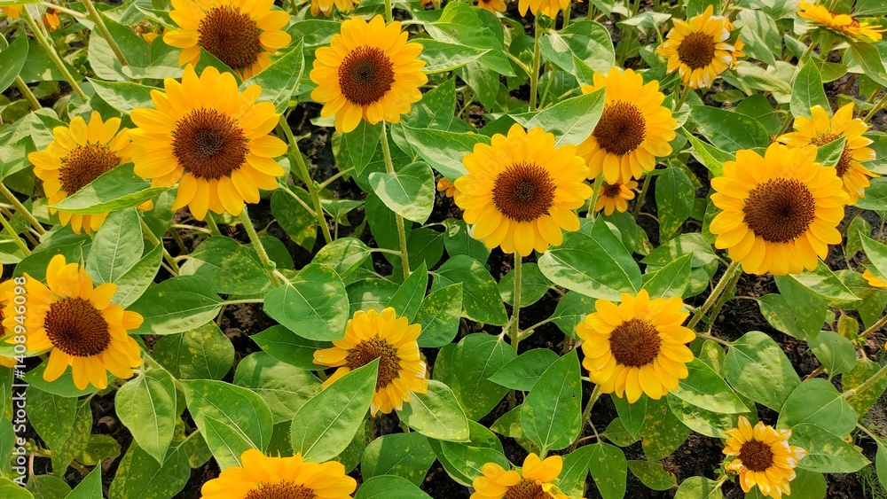 A vibrant field of sunflowers showcasing bright yellow petals and rich brown centers, surrounded by lush green leaves. A vibrant field of sunflowers showcasing bright yellow petals and rich brown centers, surrounded by lush green leaves.