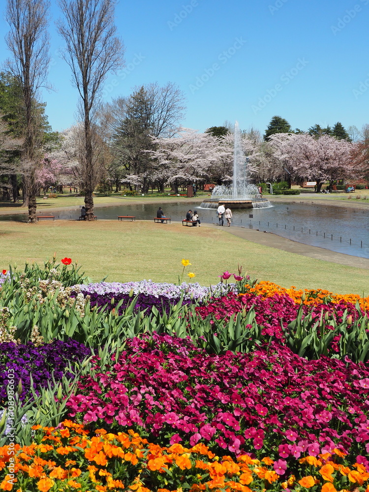 Obraz premium 桜が咲いた池のある公園の風景