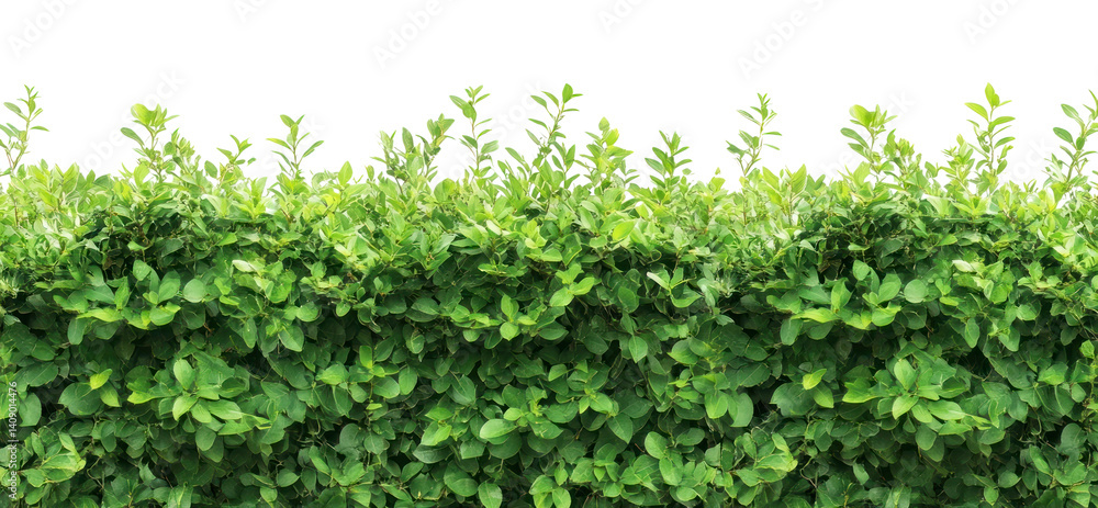 Obraz premium PNG Real green bush hedge plant vegetation.