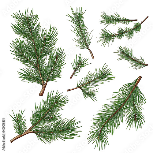 Obraz na płótnie illustrations of various trees, leaves, grasses, and botanical elements on white background. w salonie