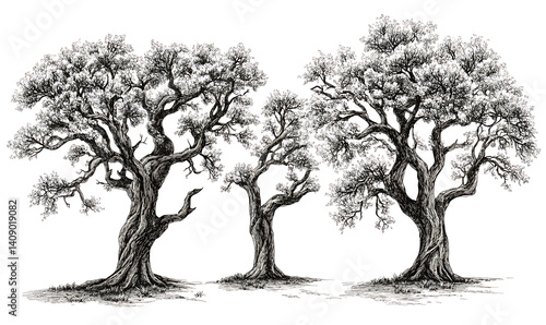 Obraz na płótnie illustrations of various trees, leaves, grasses, and botanical elements on white background. w salonie