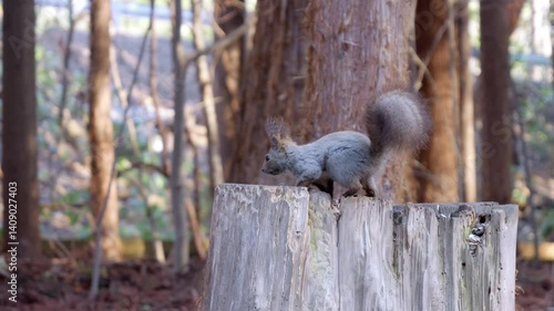 切り株の上できのみを食べるエゾリス