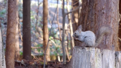 切り株の上で餌を食べるエゾリス