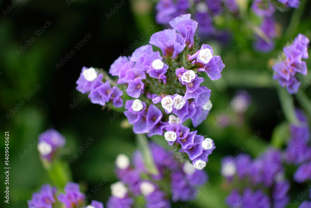 Purple statice is a garden plant in bloom Purple statice is a garden plant in bloom