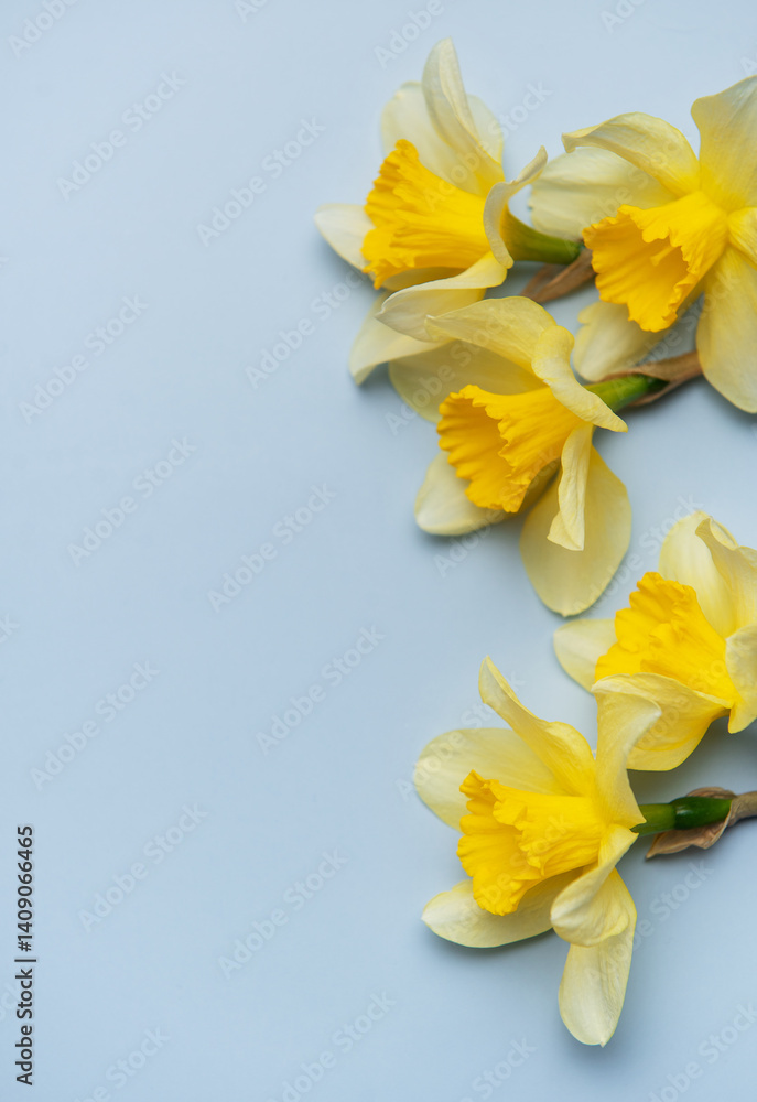 Daffodils creating a vibrant contrast on pastel blue background