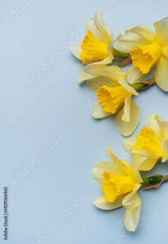 Obraz na płótnie Daffodils creating a vibrant contrast on pastel blue background w salonie