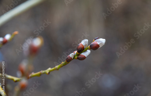A branch of a willow tree with buds.