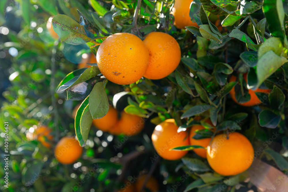 Closeup on ripe orange fruit growing in garden. High quality photo