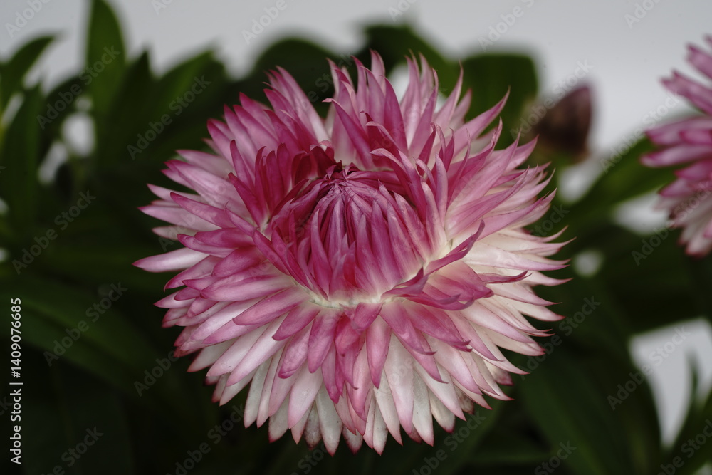 ヘリクリサムの花