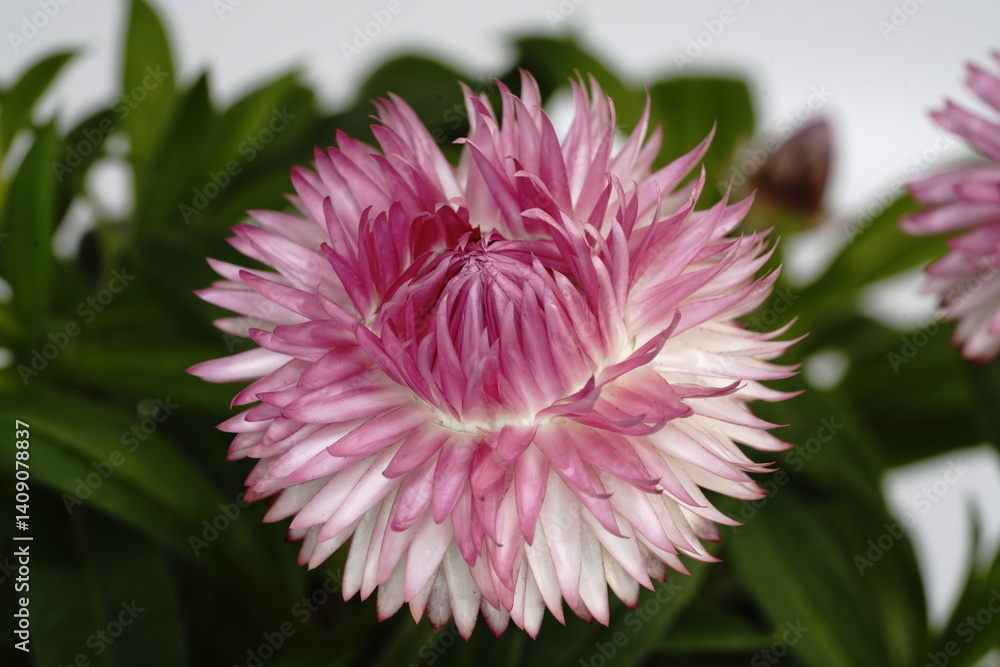 ヘリクリサムの花
