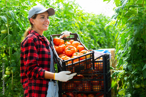 Woman farmer compiling boxes with ripe tomatoes in a greenhouse