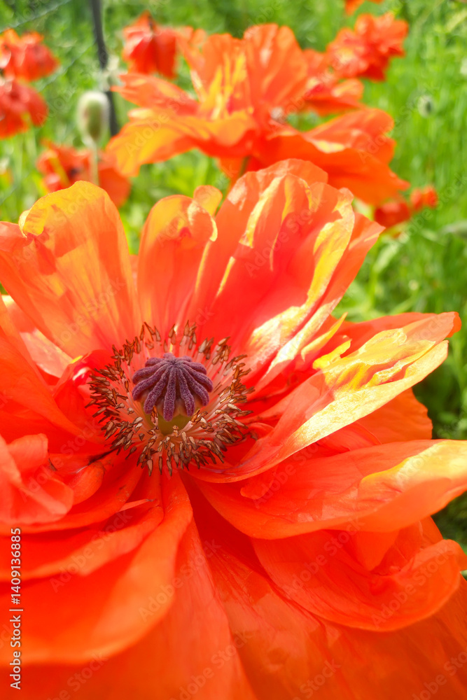 beautiful blooming orange poppies on green grass background in summer in garden. beauty in nature beautiful blooming orange poppies on green grass background in summer in garden. beauty in nature