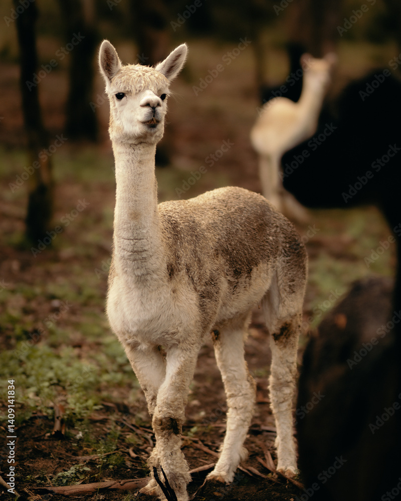 Alpaca Posing in a Forest Surrounded by Green Trees and Nature Alpaca Posing in a Forest Surrounded by Green Trees and Nature