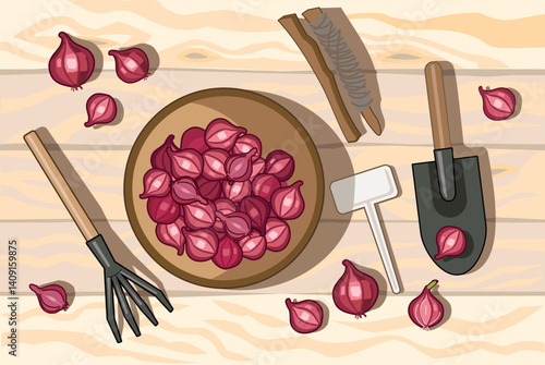 Vector Illustration of Red Onion Sets Before Planting