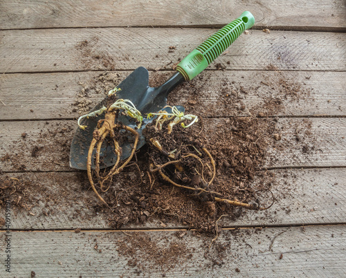 Dormant Perennial Poppy Root Ready for Spring Growth
