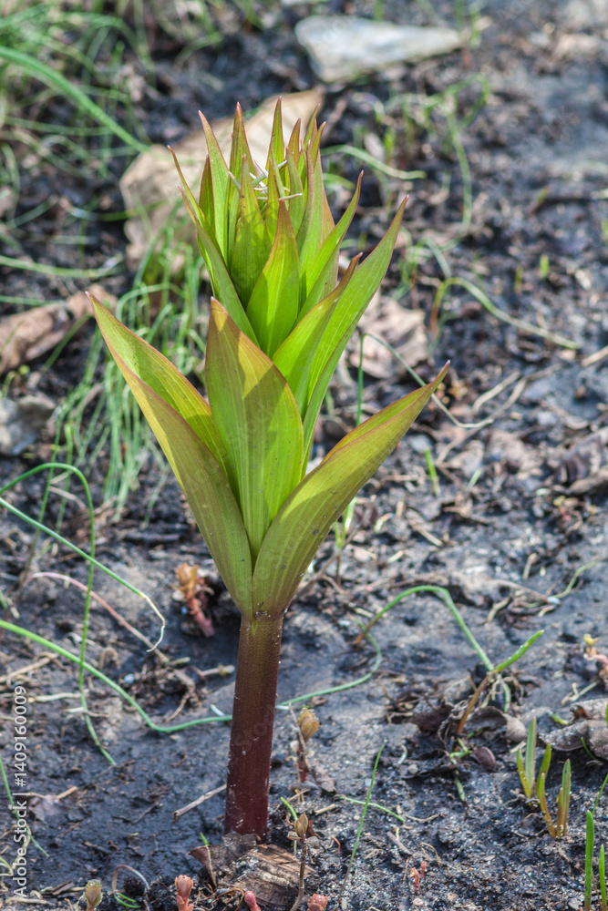 Obraz premium Young Fritillaria Raddeana plants sprouting in spring garden, Fritillaria persica leaves and shoots emerging from soil