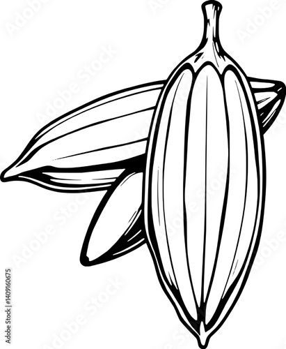 Hand-Drawn Illustration Of Cocoa Beans Showing Detailed Pods And Seeds