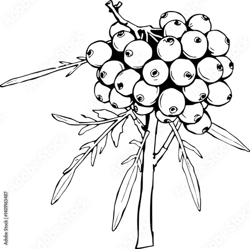 Hand-Drawn Illustration Of A Cluster Of Ripe Berries On A Branch With Leaves