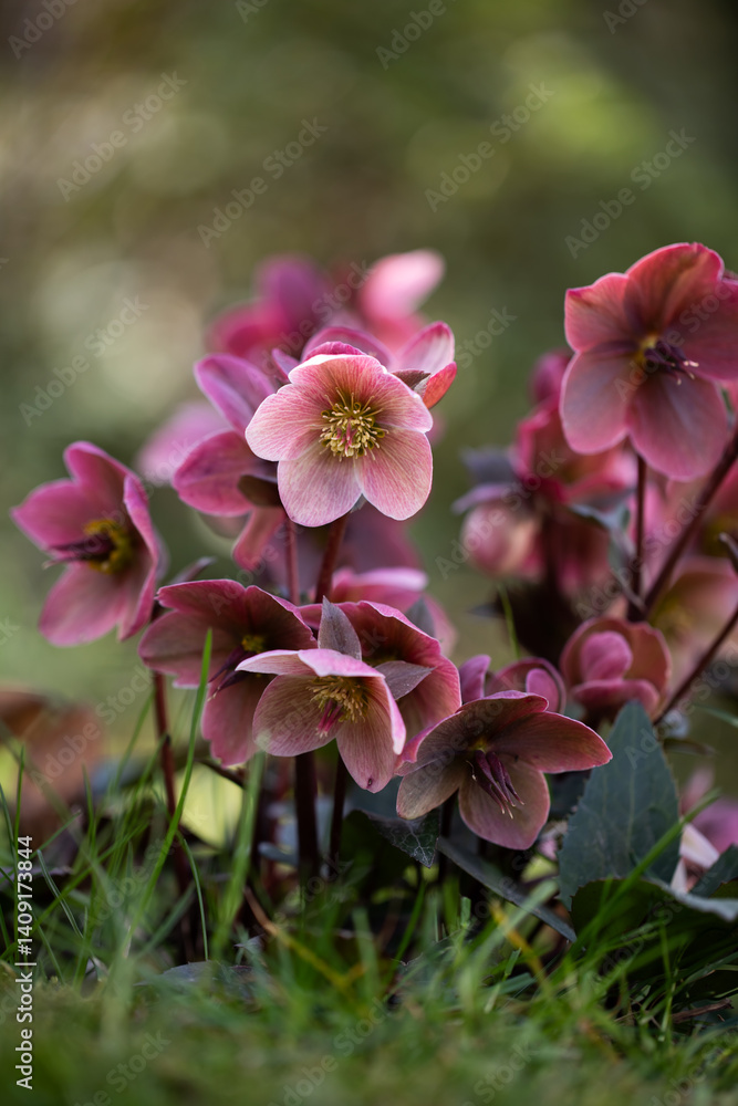 Helleborus, pink hellebore