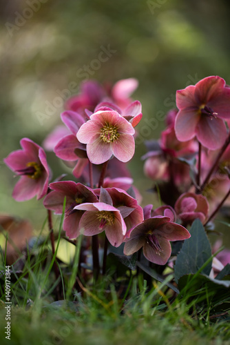Obraz na płótnie Helleborus, pink hellebore w salonie