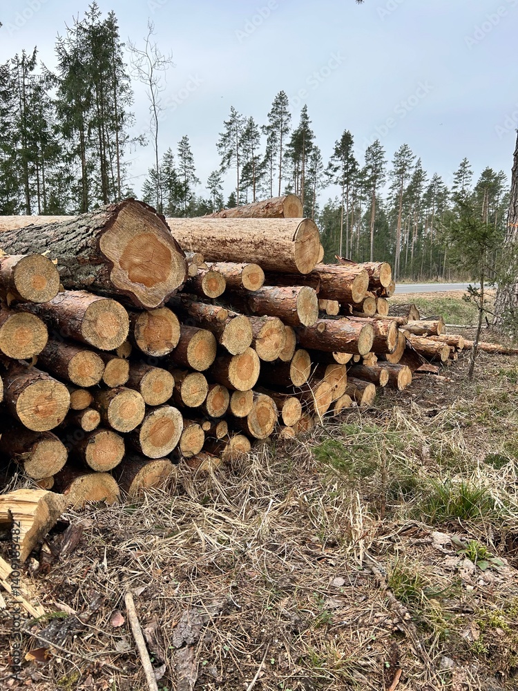 logging, spring logging, logs, spruce logs, forest felling, log stack
logging, spring logging, logs, spruce logs, forest felling, log stack