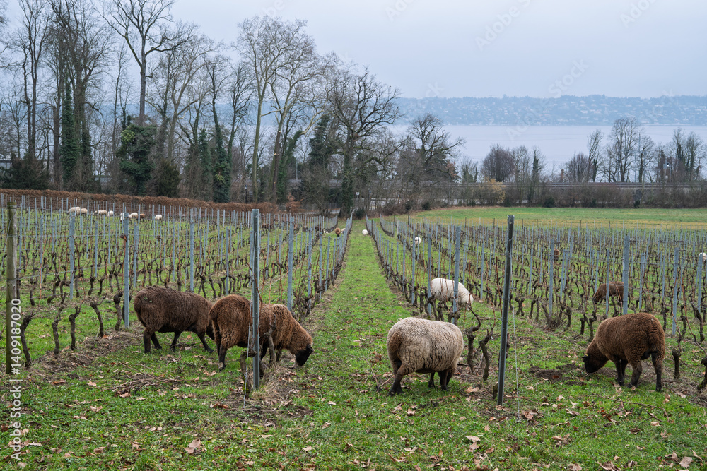 Fototapeta premium entretien écologique de la vigne en hiver