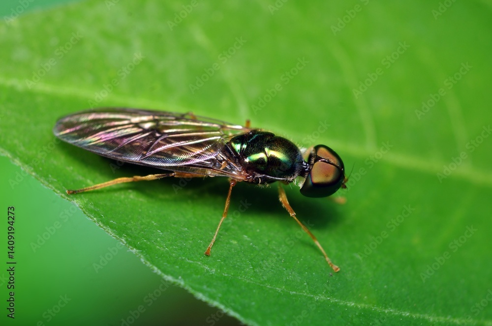 Naklejka premium macro of insect on the leaf