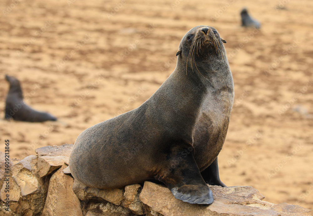 Fototapeta premium Close-up: Portrait of a South African fur seal. Sanctuary for the world's largest breeding colony of Cape fur seals. Skeleton Coast, Namibia, Africa
