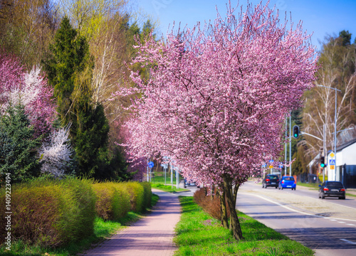 Obraz na płótnie Spring alley of blossom pink cherry trees in Poland w salonie