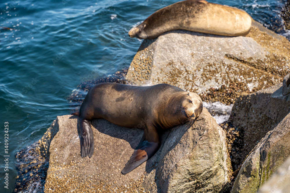 Fototapeta premium Sea lion sleeps on a rock near the ocean, Monterey, California
