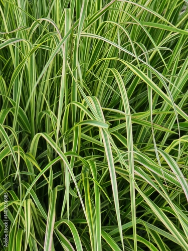 Close up of a green grass background. Carex japonica in the garden.