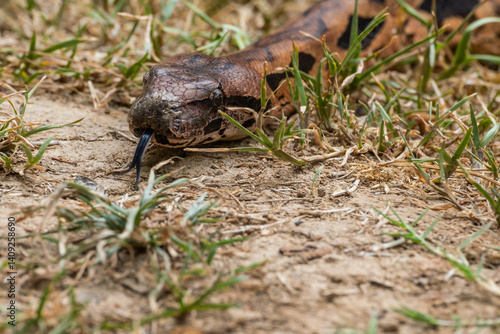 Snake slithering in the grass
