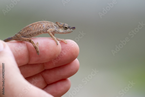 Tiny Madagascar chameleon