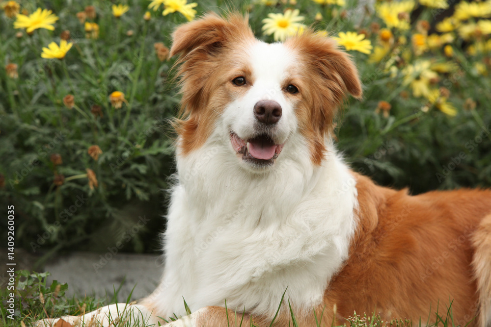 Fototapeta premium Potrait of amazing border collie in front of yellow flowers