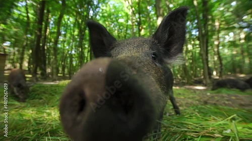 Funny curious young wild black piggy sniffs with it's cute patch outdoor in the forest