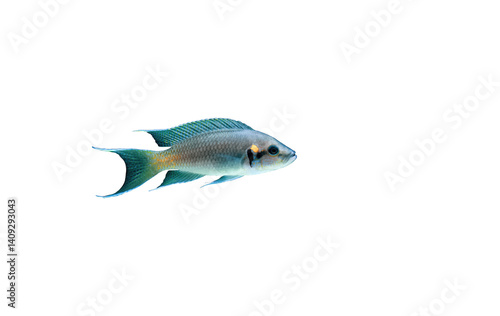 Neolamprologus brichardi ((Lyretail, Fairy cichlid) fish isolated on transparent background, side view