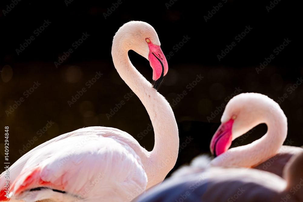 Naklejka premium Flamingo in a zoo in the Czech Republic