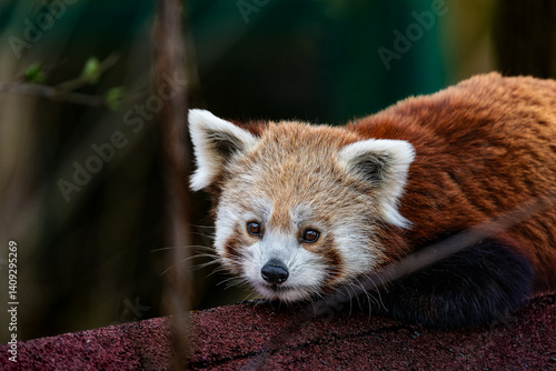 Red panda in a zoo in the Czech Republic