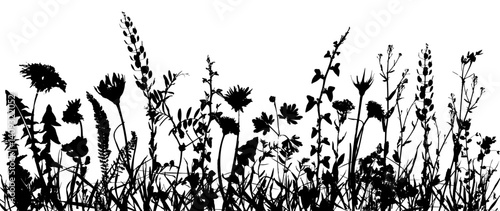 Grass with herbs and wild flowers. Vector isolated silhouette of floral meadow. Horizontal border.