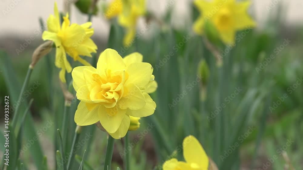 Beautiful flowers you can see in April Beautiful flowers you can see in April