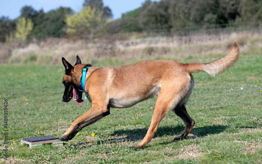 obedience training with a malinois