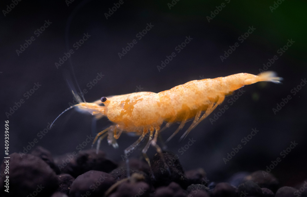 neocaridina davidi in studio