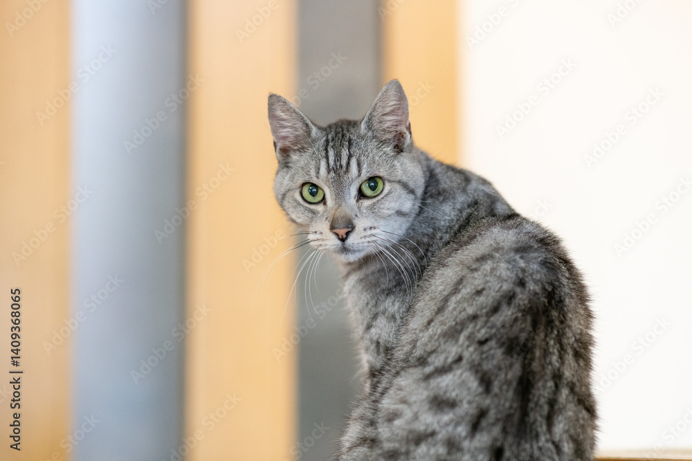 座って振り向く可愛い猫 サバトラ猫 座って振り向く可愛い猫 サバトラ猫